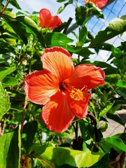 Hibiscus