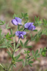 Baptisia australis aberrans