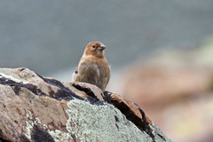 Leucosticte nemoricola