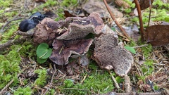 Sarcodon stereosarcinon