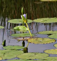 Nymphaea nouchali caerulea