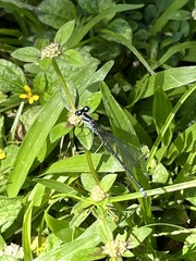 Argia indicatrix