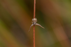 Xysticus