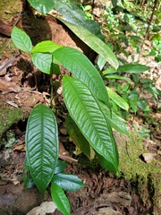 Anthurium thrinax