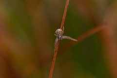 Xysticus