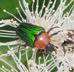 Leucocelis