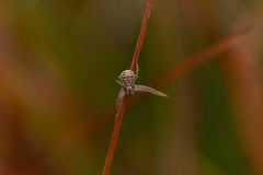 Xysticus