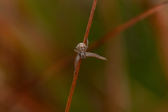 Xysticus