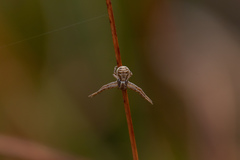 Xysticus