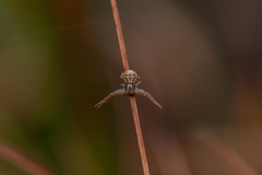 Xysticus