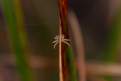 Xysticus