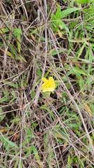 Oenothera pubescens