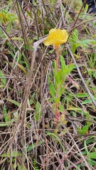 Oenothera pubescens