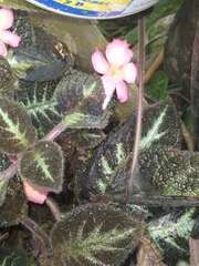 Episcia