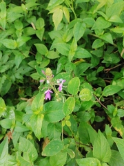 Salvia carnea