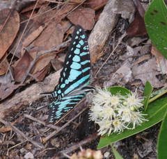 Graphium policenes