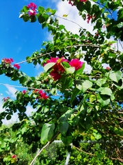 Bougainvillea spectabilis
