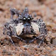 Portia labiata