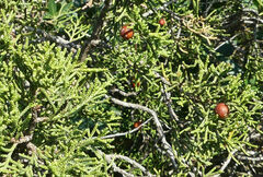 Juniperus phoenicea