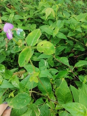 Salvia carnea