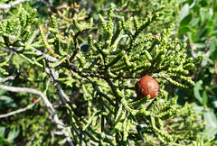 Juniperus phoenicea
