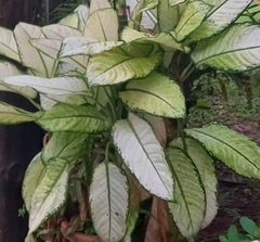Dieffenbachia seguine