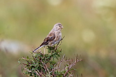 Linaria flavirostris