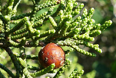 Juniperus phoenicea