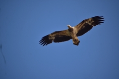 Haliaeetus leucogaster