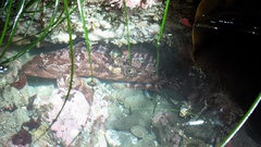 Hexagrammos lagocephalus