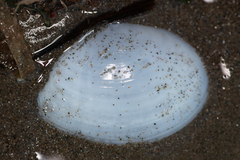 Rexithaerus secta