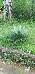 Agave