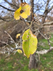 Malus sylvestris