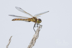 Sympetrum depressiusculum