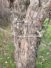 Malus sylvestris