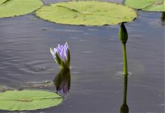 Nymphaea nouchali caerulea