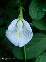 Clitoria ternatea albiflora