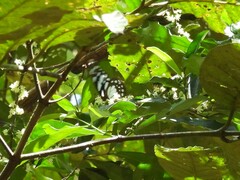 Graphium leonidas