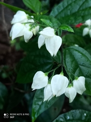 Clerodendrum thomsoniae