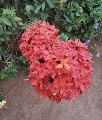 Ixora coccinea