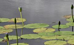 Nymphaea nouchali caerulea