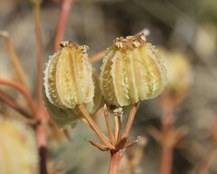 Cachrys pungens