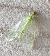 Chrysoperla rufilabris