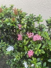 Ixora