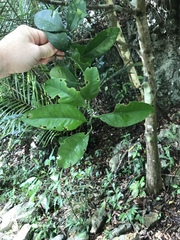 Citrus deliciosa