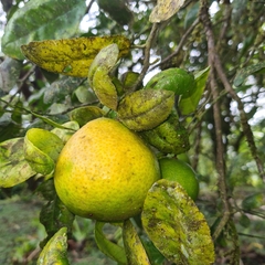 Citrus