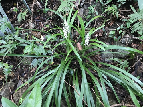 Ophiopogon jaburan