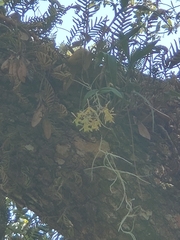 Epidendrum conopseum