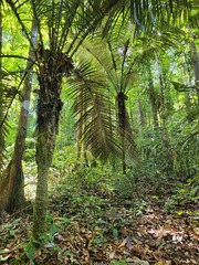 Astrocaryum sciophilum