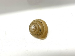 Satsuma